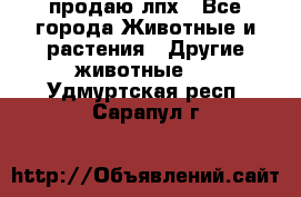 продаю лпх - Все города Животные и растения » Другие животные   . Удмуртская респ.,Сарапул г.